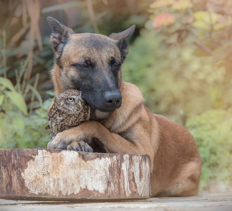 Just 19 of the cutest owls to ever owl