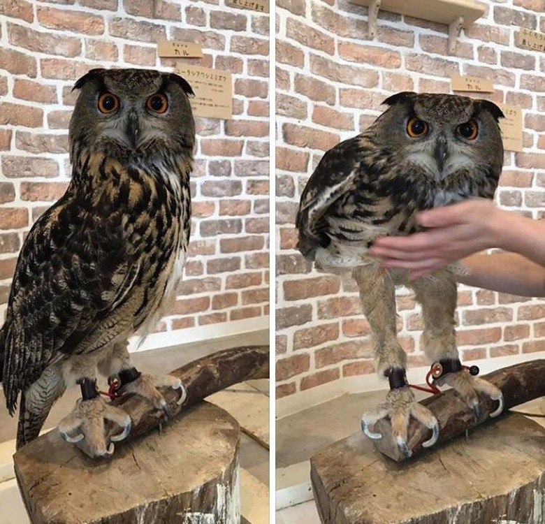 owls have surprisingly long legs