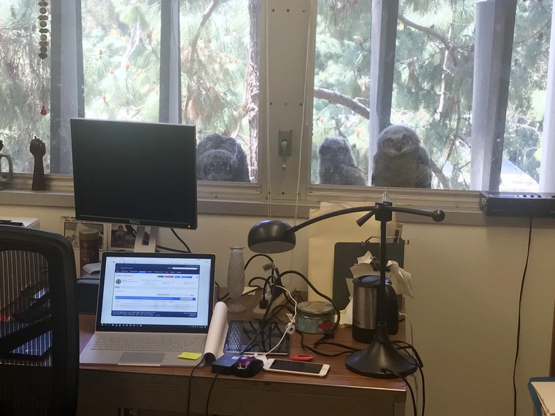 owls born on ledge of window