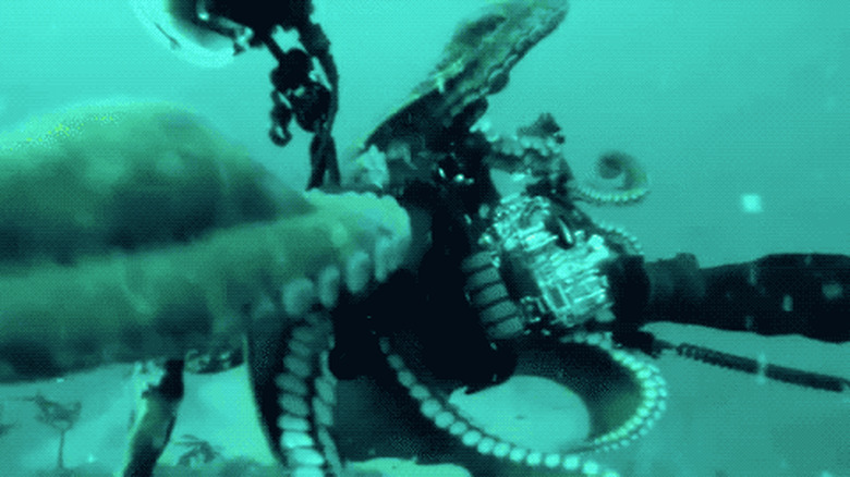 octopus tries to steal camera from scuba diver