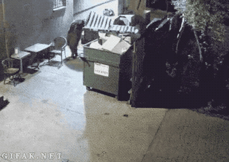 bear steals trashcan