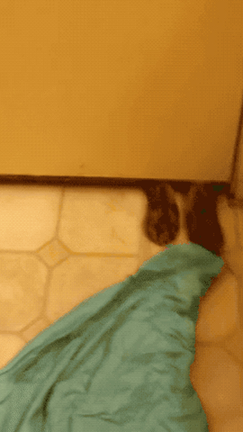 dog pulls tshirt under door