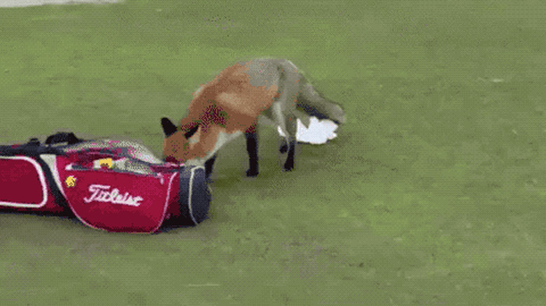 fox steals glove from man's golf bag