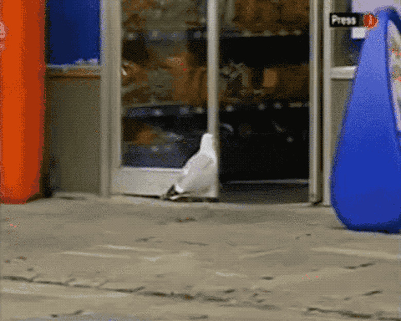 bird steals chips from store