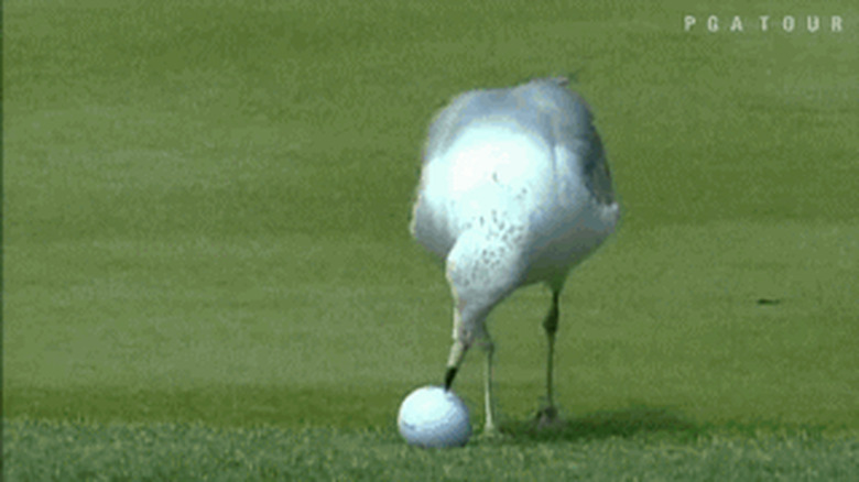 bird steals golf ball