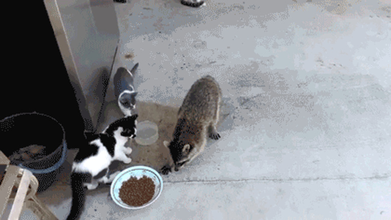 raccoon steals food from cats