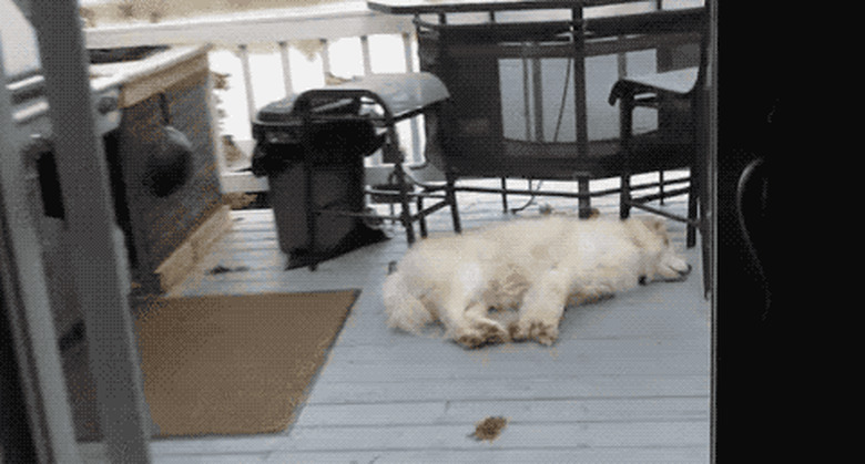 squirrel steals tuft of hair from sleeping dog