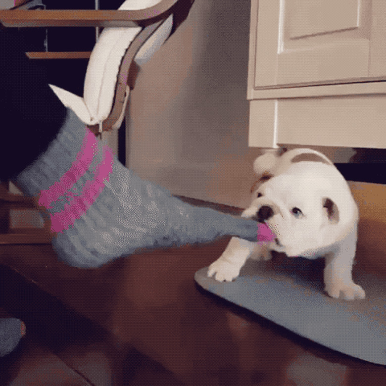 dog steals sock