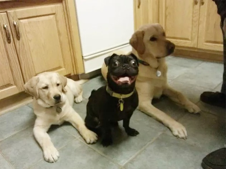 Two golden labs look stoic, and a pug mix looking silly.