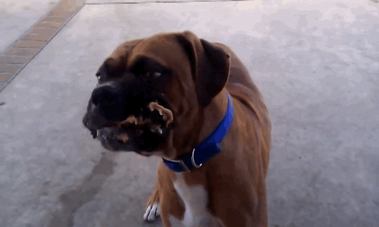 awkward boxer dog licks lips and face