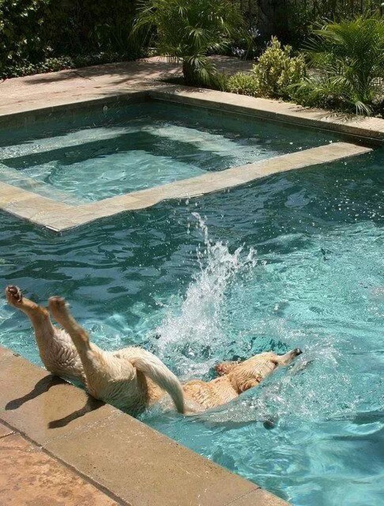 Dog belly flopping into a swimming pool.