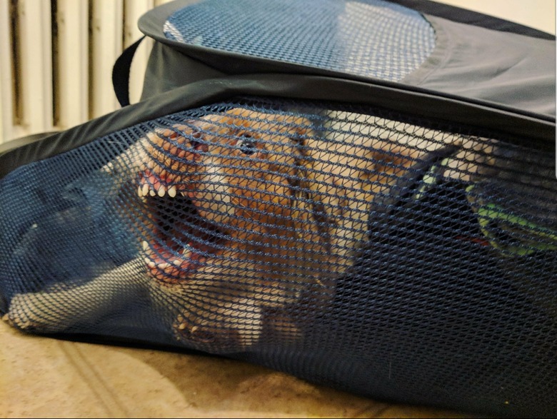 Dog with its teeth stuck on a mesh laundry basket.