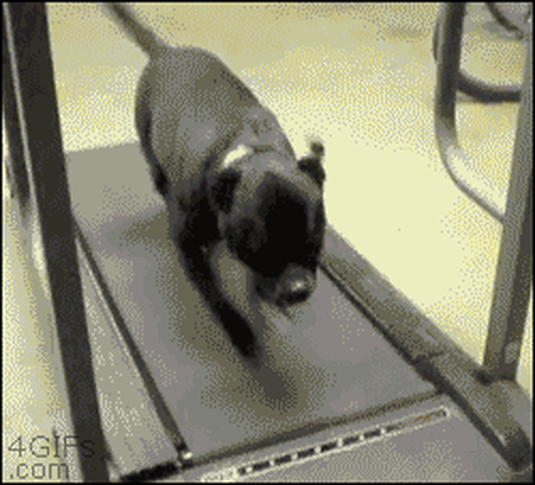 dog slides off moving treadmill