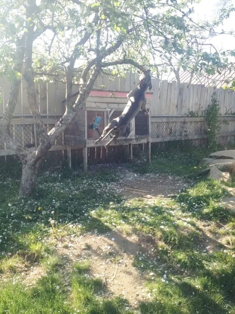 dog jumping onto tree branch