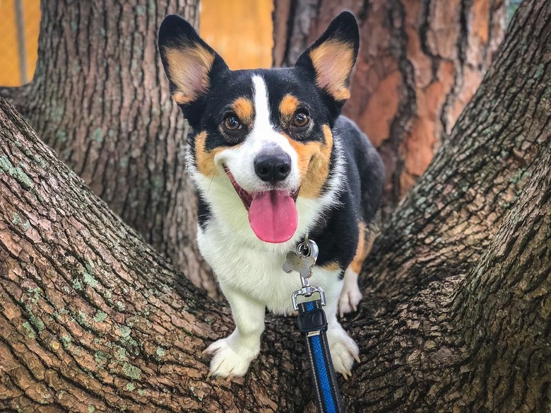 Dogs in trees are the real branch managers