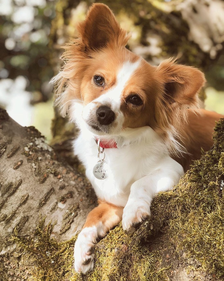 Dogs in trees are the real branch managers