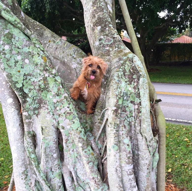 Dogs in trees are the real branch managers