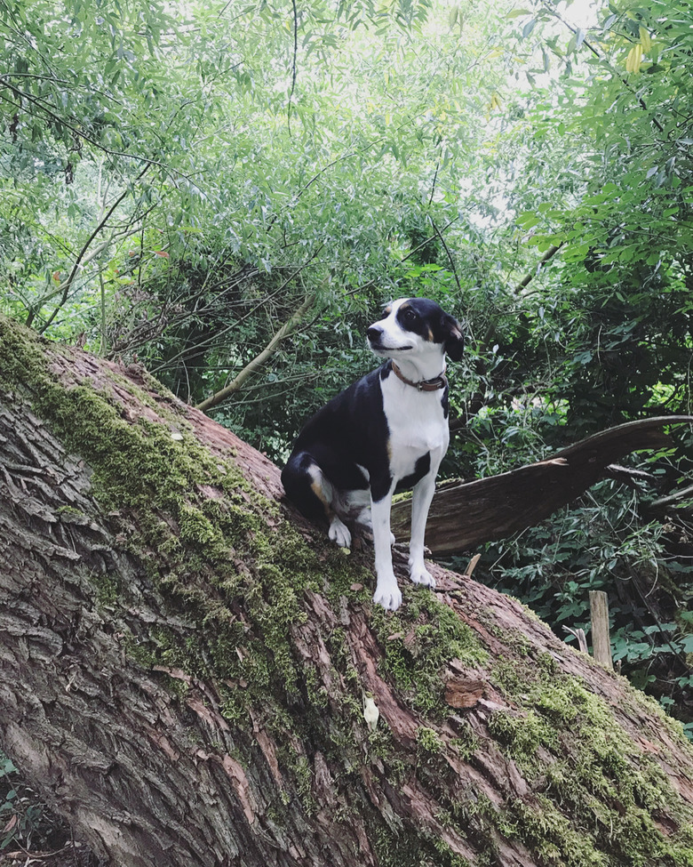 Dogs in trees are the real branch managers