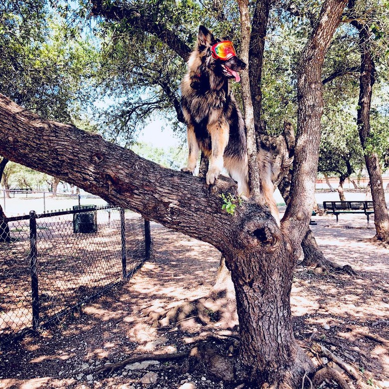 Dogs in trees are the real branch managers