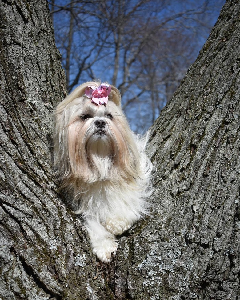 Dogs in trees are the real branch managers