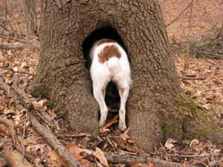 Dogs in trees are the real branch managers