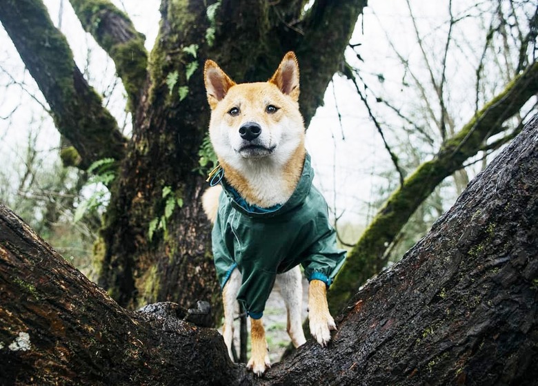 Dogs in trees are the real branch managers