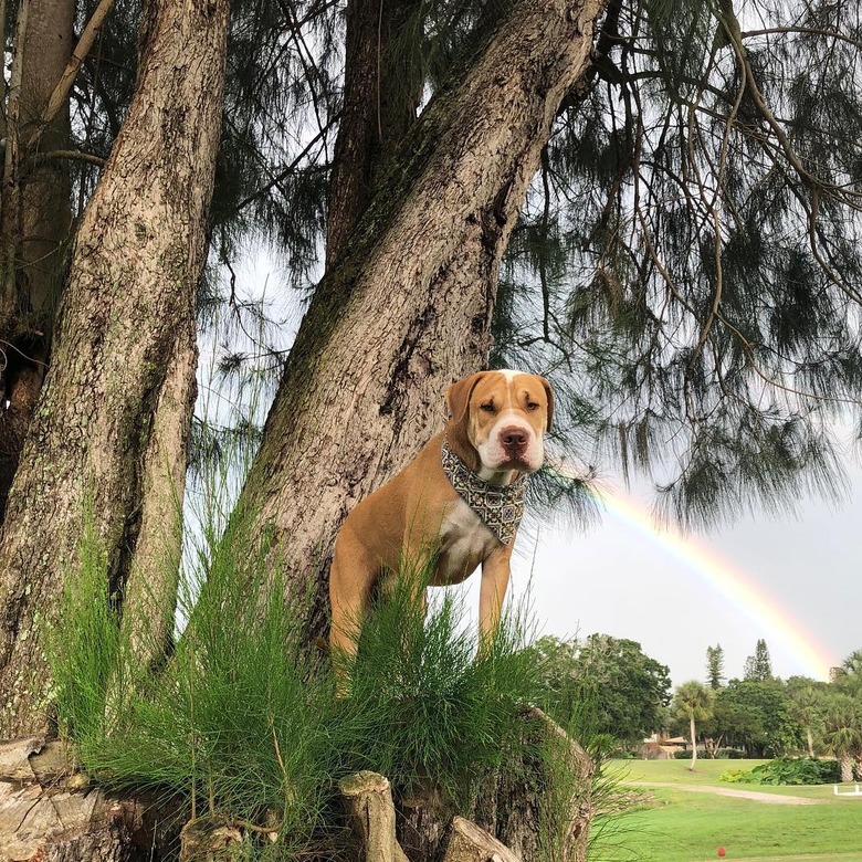 Dogs in trees are the real branch managers