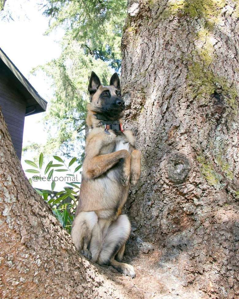 Dogs in trees are the real branch managers