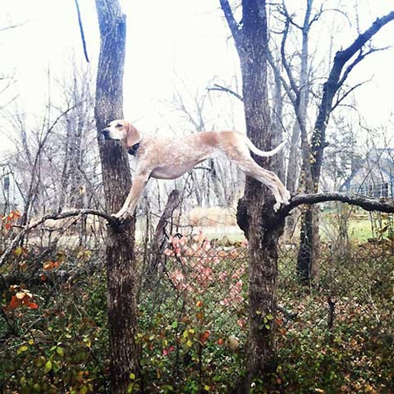 Dogs in trees are the real branch managers