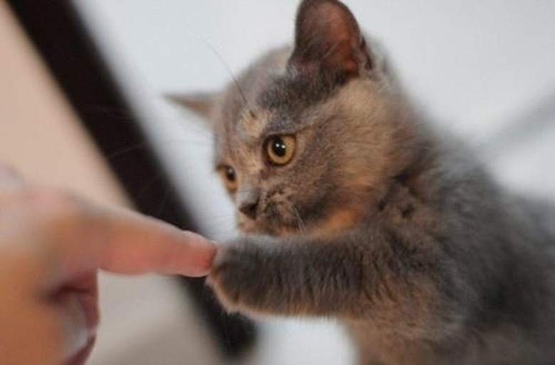 Paw and finger moment between kitten and person