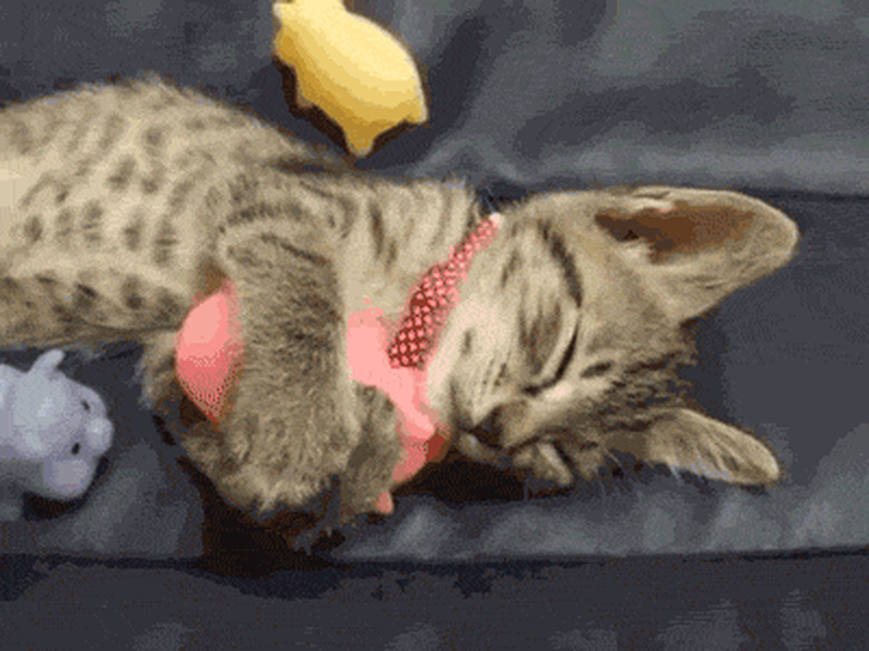 kitten clutches toy closely