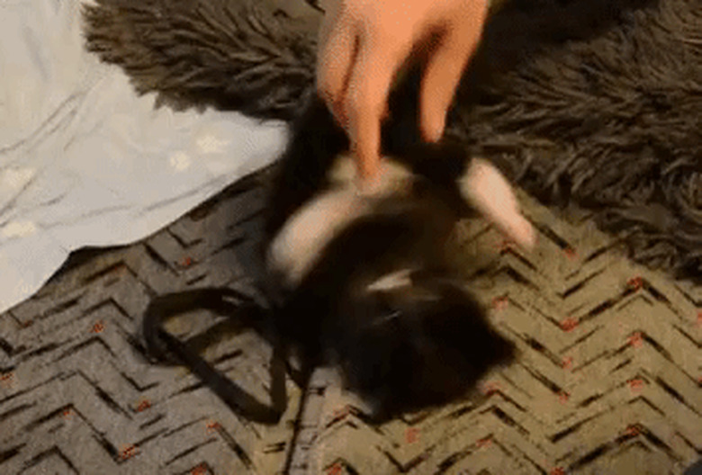 kitten gets tickled