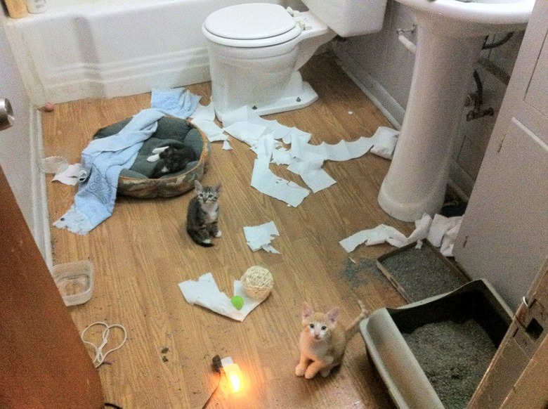 Kittens made a mess!