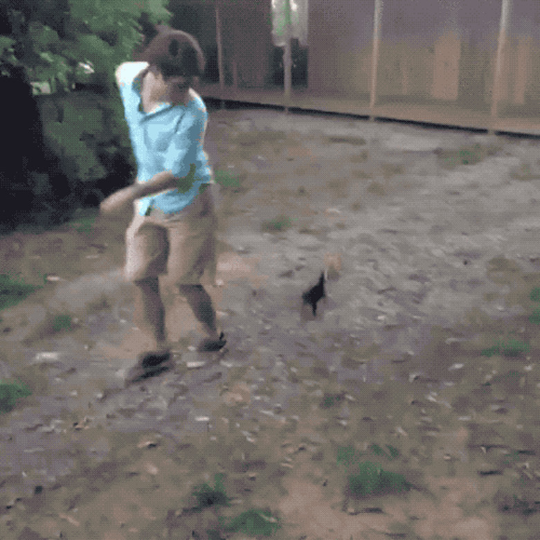 kittens chasing man in cargo shorts