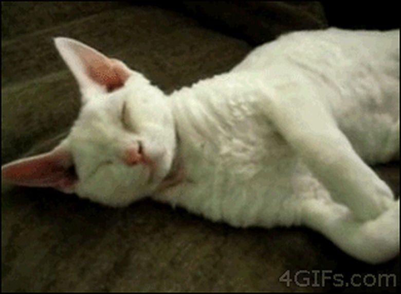 woman gives kitten belly rub