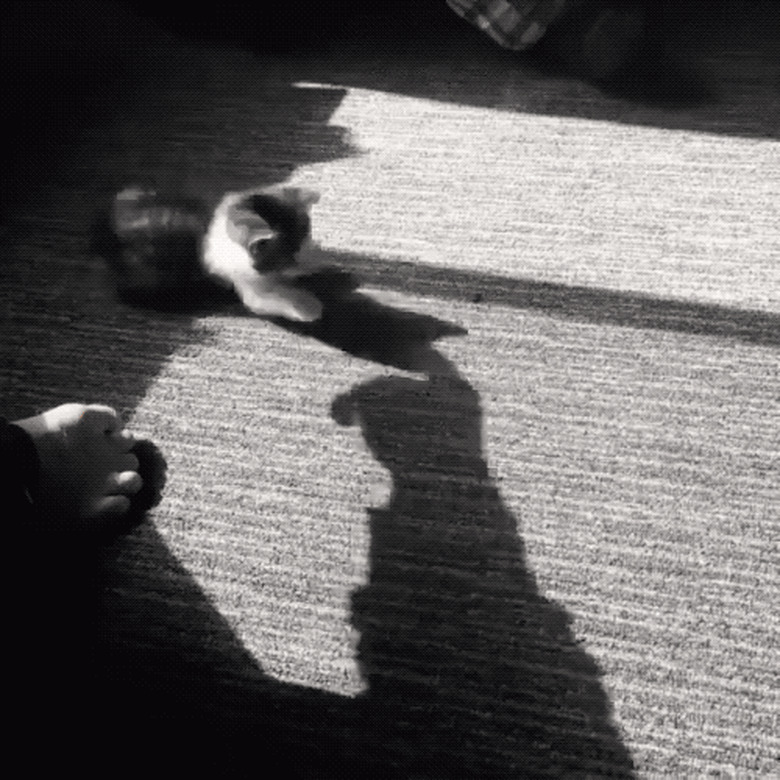 kitten chases shadows on floor