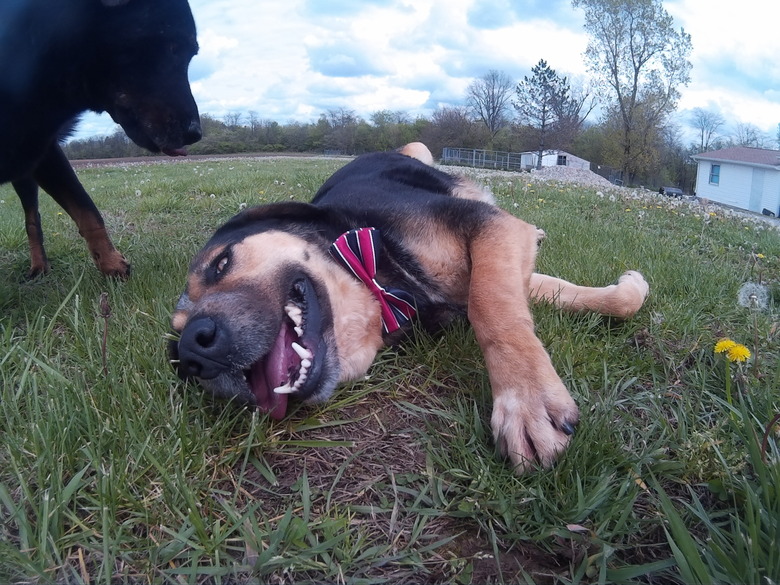 Happy dog with bowtie