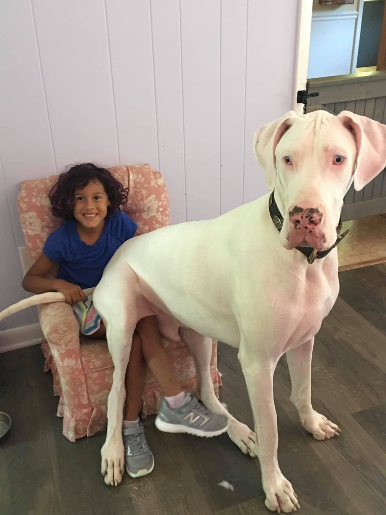 big dog sits on child's lap