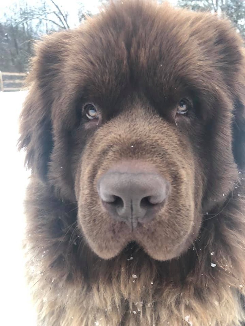 big dog looks like brown bear