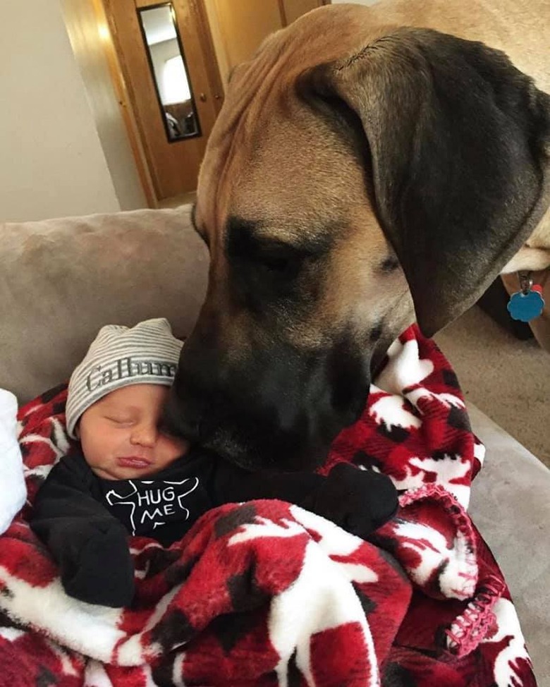 big dog watches over infant human