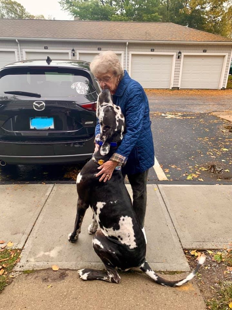 Great Dane kisses old woman