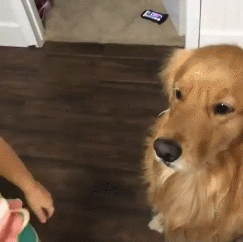 dog and human chew on two ends of the same noodle