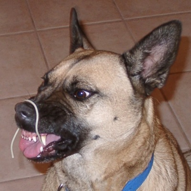 Dog with a strand of spaghetti draped over its nose.