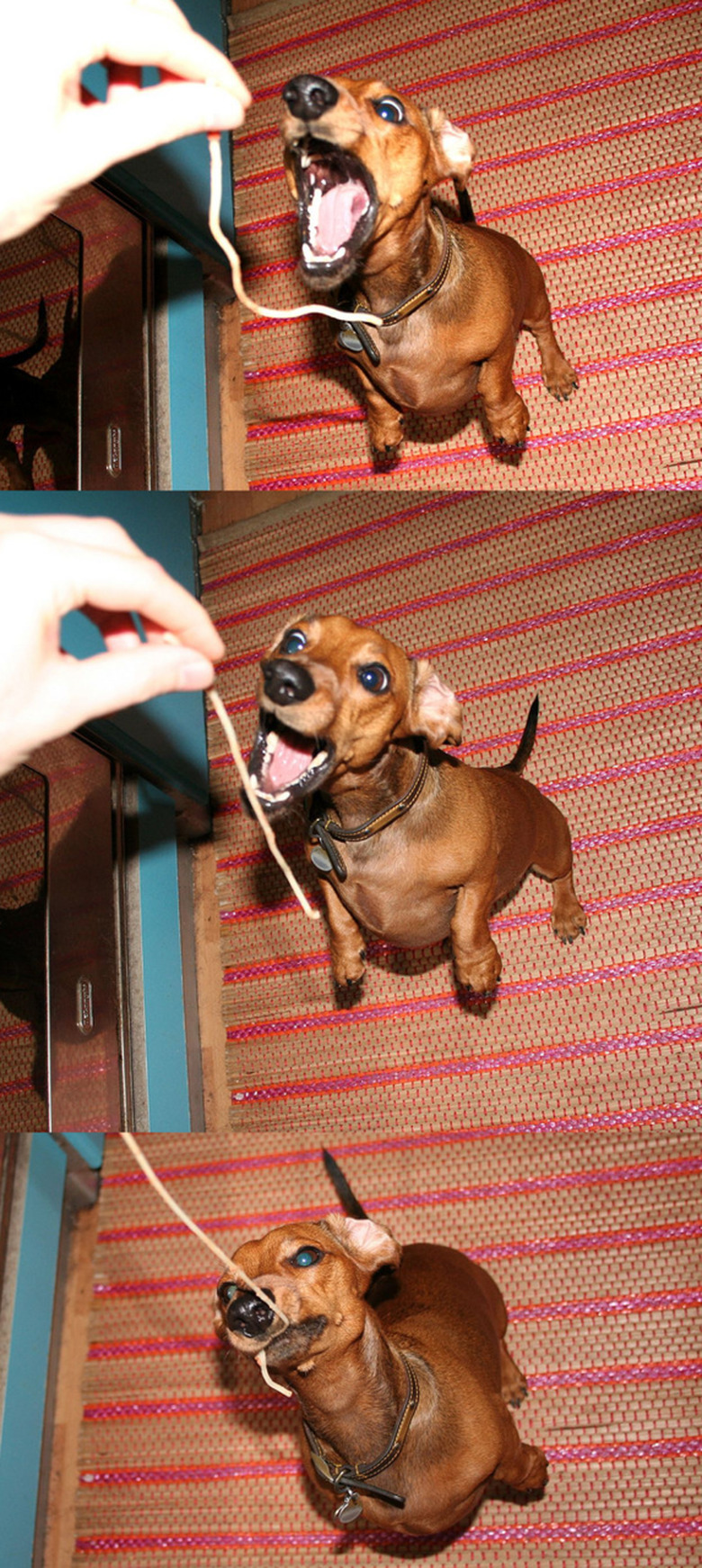 Dog trying to eat a strand of spaghetti.