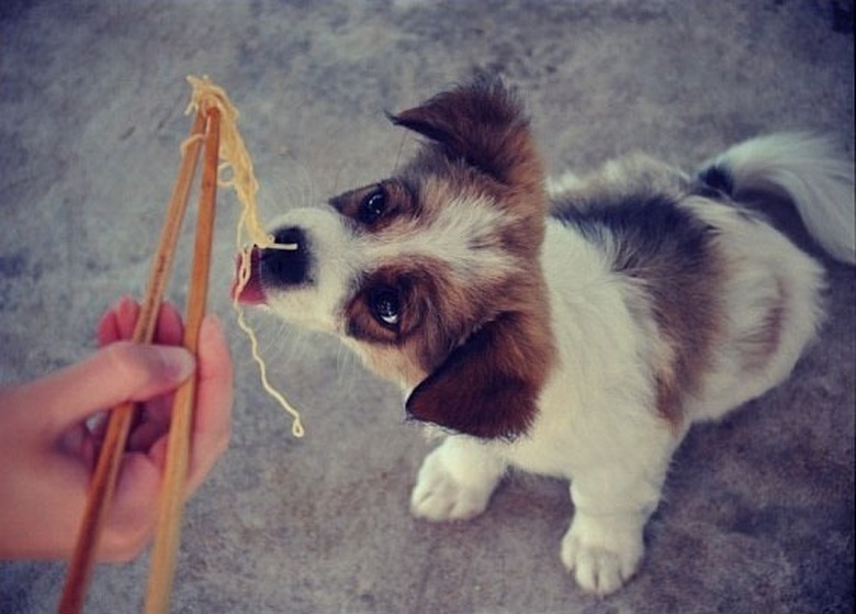 Dog eating noodles from chopsticks.