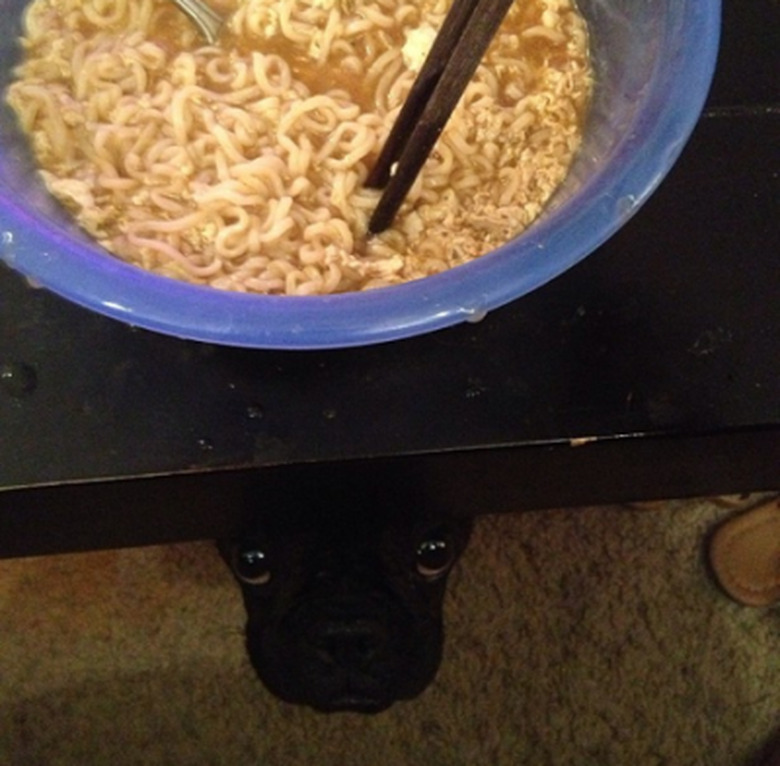 Dog underneath table looking up at bowl of noodles.