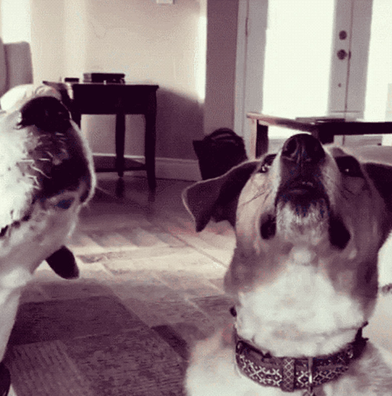 dogs chew on two ends of same pasta noodle