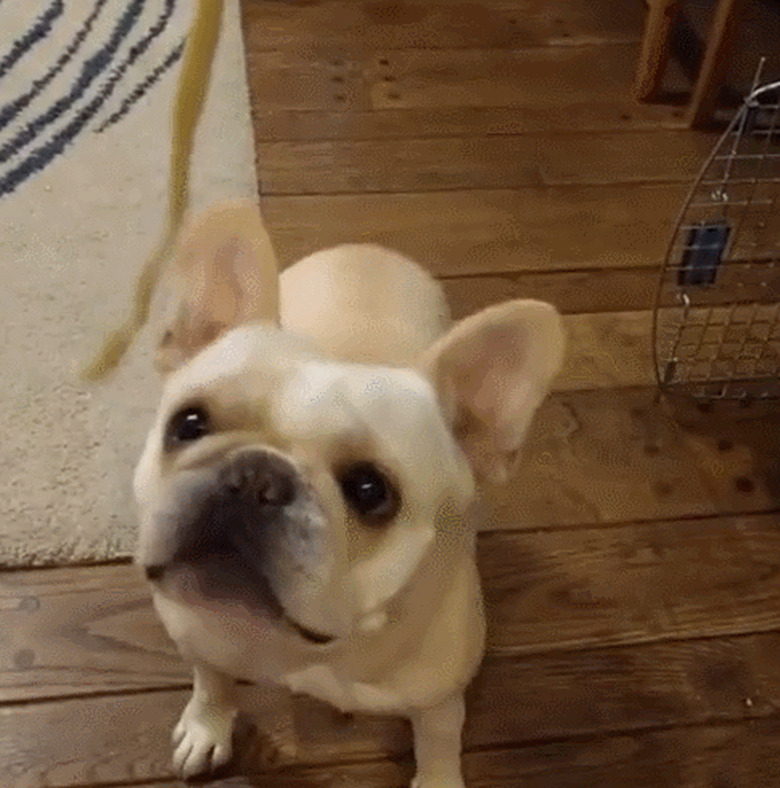 french bulldog eating pasta