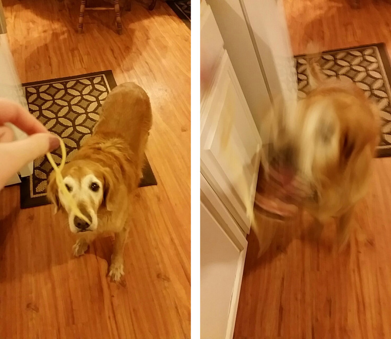 Dog trying to eat a strand of spaghetti.