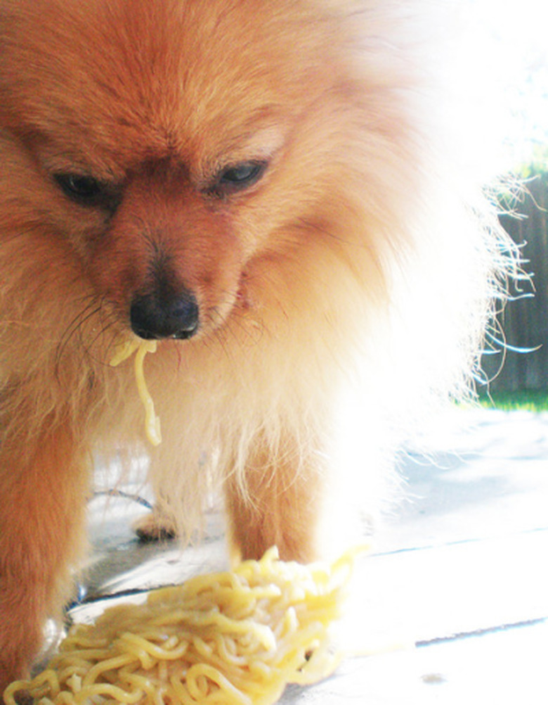 Fluffy dog with halo of light eating noodles.